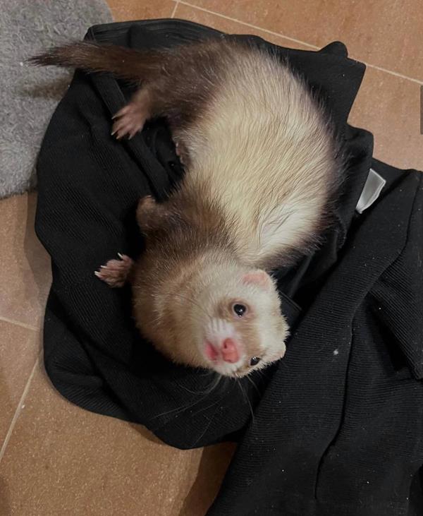 Ace, a 7-month-old cinnamon male ferret, lounging upside down on a black jacket on the floor