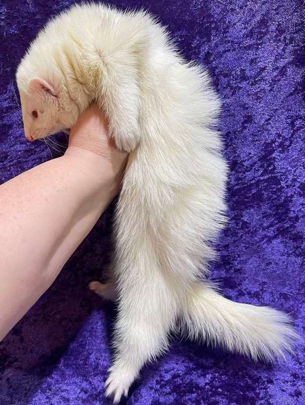 Bella, a 3-month-old albino female ferret, being held against purple velvet, showing off a thick, fluffy coat and bushy tail