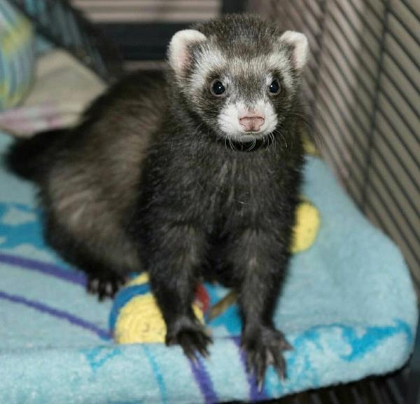Chloe, a 7-month-old sable female ferret, standing on a blue fleece blanket, showing her dark coat and pale face mask