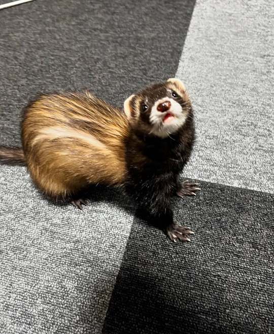 Clyde, our 3-year-old sable ferret sire, standing on a checkered carpet and looking up, showing his dark mask, white muzzle and golden flanks