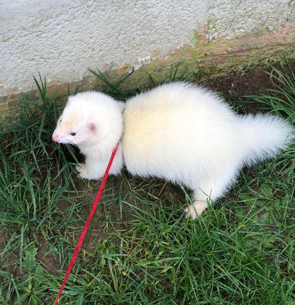 Coco, a 6-month-old dark-eyed white female ferret, exploring the grass on a red leash, her bright white coat glowing