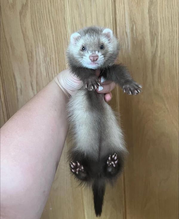 Cocoa, a 3-month-old sable male ferret, being held up against wood paneling, showing his dark legs and tail and lighter belly