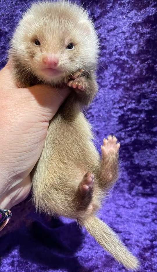 Cosmo, a 3-month-old cinnamon male ferret, being held against purple velvet as a tiny kit, paws curled under his chin