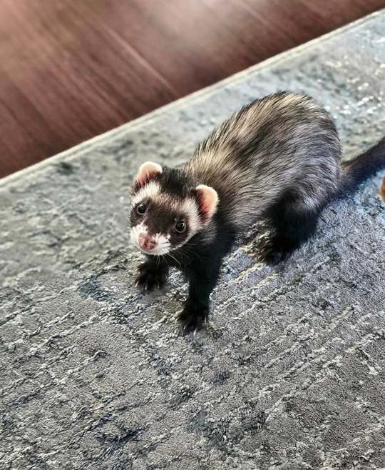 Diesel, a 6-month-old sable male ferret, standing on a blue-gray rug and looking up, with his dark face and white muzzle