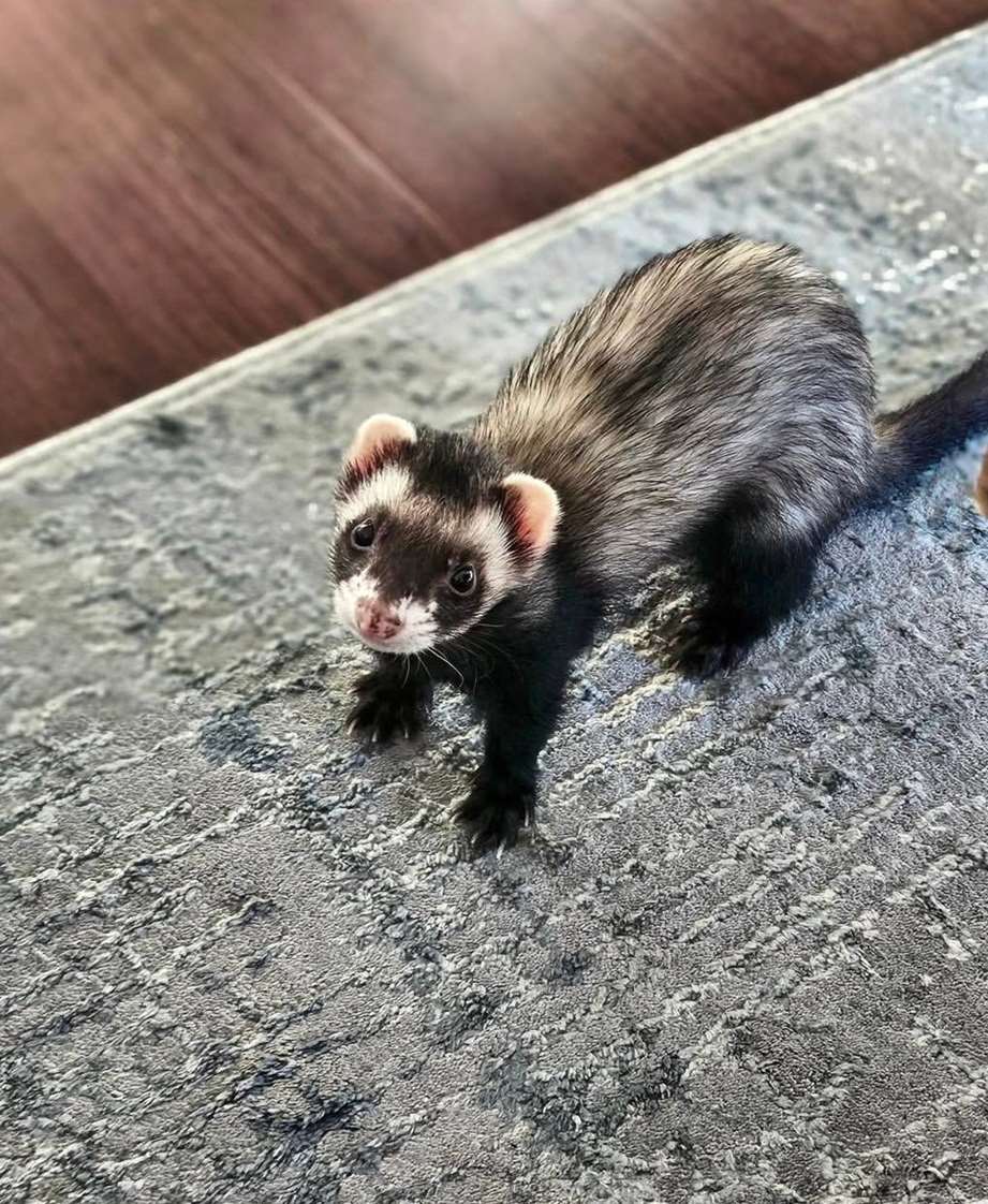 Diesel, a 6-month-old sable male ferret, standing on a blue-gray rug and looking up, with his dark face and white muzzle