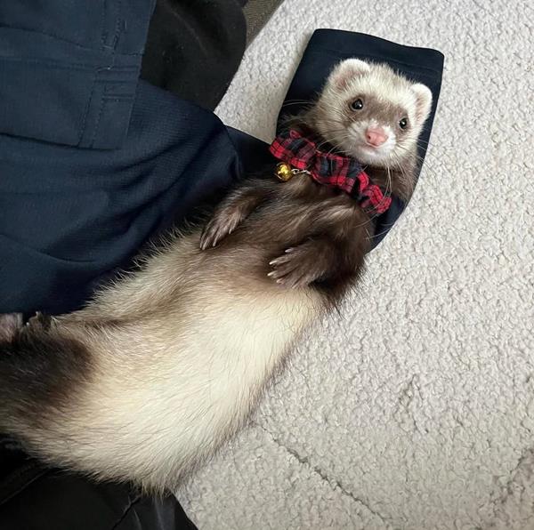 Finn, a 6-month-old black roan mitt male ferret, lying on his back on a lap, wearing a red plaid bow tie with a little bell