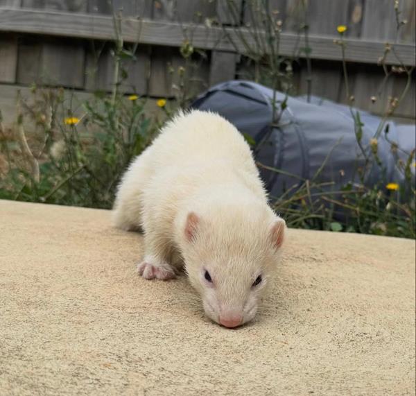 Freckles, our 1-year-old dark-eyed white ferret dam, exploring a sunny ledge outdoors, nose to the ground
