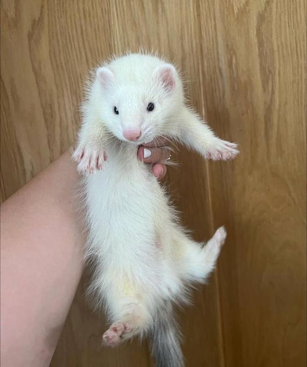Goldie, a 3-month-old marked dark-eyed white male ferret, being held up against wood paneling, showing his white coat and pink paws