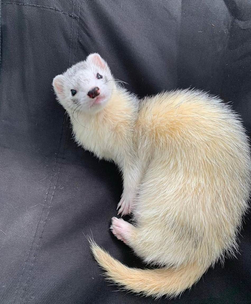 Hazel, a 7-month-old dark-eyed white female ferret, curled up on dark fabric and looking up at the camera, with a cream coat and silvery face