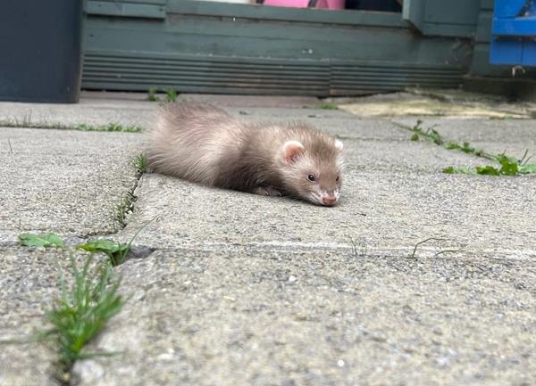 Hunter, a 3-month-old cinnamon male ferret, stretched out flat on the garden patio, taking a break from exploring