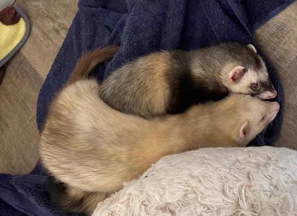 Loki and Cookie, a bonded pair of cinnamon and sable ferrets, curled up asleep together on a navy towel