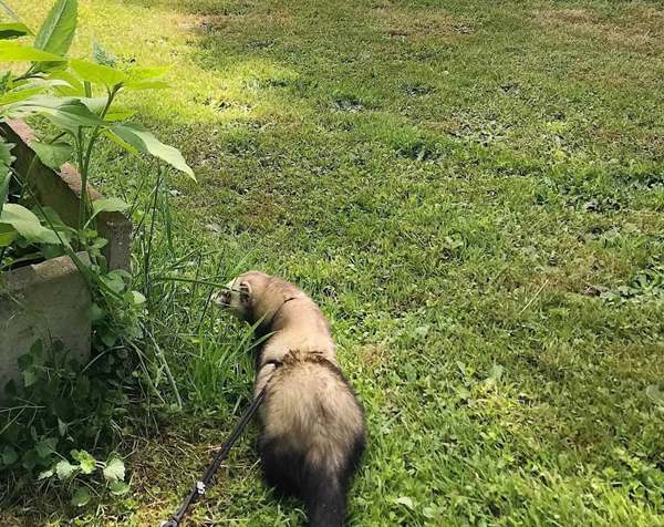 Luna, a 7-month-old cinnamon female ferret, out on the lawn on a leash, nosing through tall grass by the garden