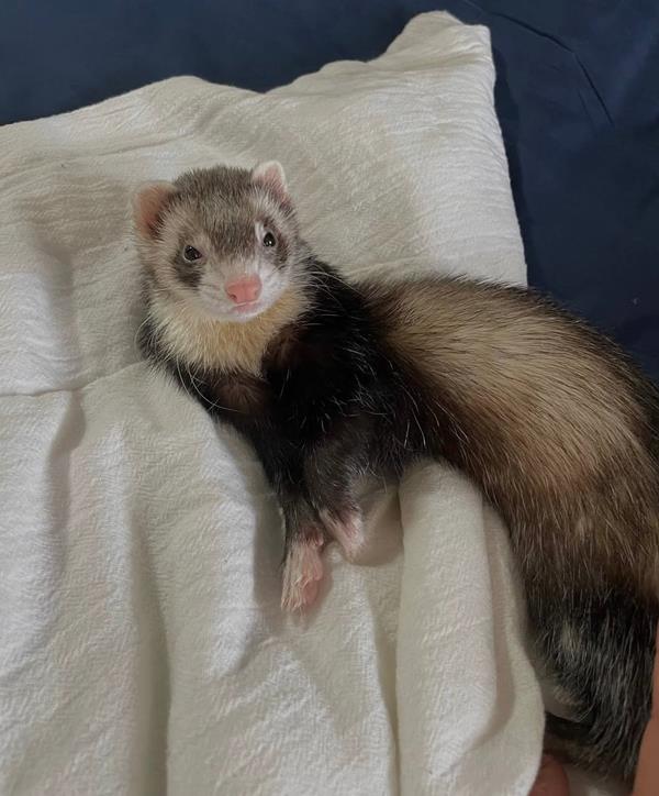 Max, a 6-month-old black roan mitt male ferret, stretched out on a white pillow, showing his frosted roan coat