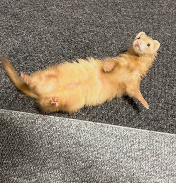Mocha, our 2-year-old chocolate ferret dam, rolling over on her back on a gray carpet