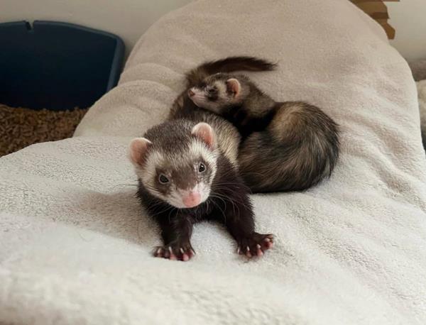 Mochi and Honey, a bonded pair of sable ferrets, piled together on a white blanket, one of them looking straight at the camera