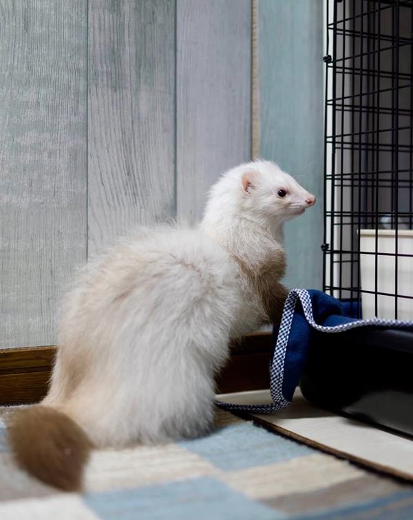 Oreo, our 2-year-old dark-eyed white ferret sire, sitting up beside the cage, showing his cream coat and darker tail