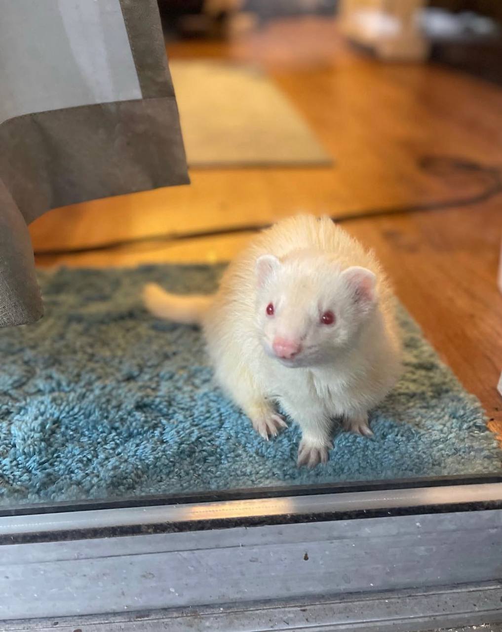 Pearl, a 6-month-old albino female ferret, sitting on a blue rug and looking straight at the camera with her ruby eyes
