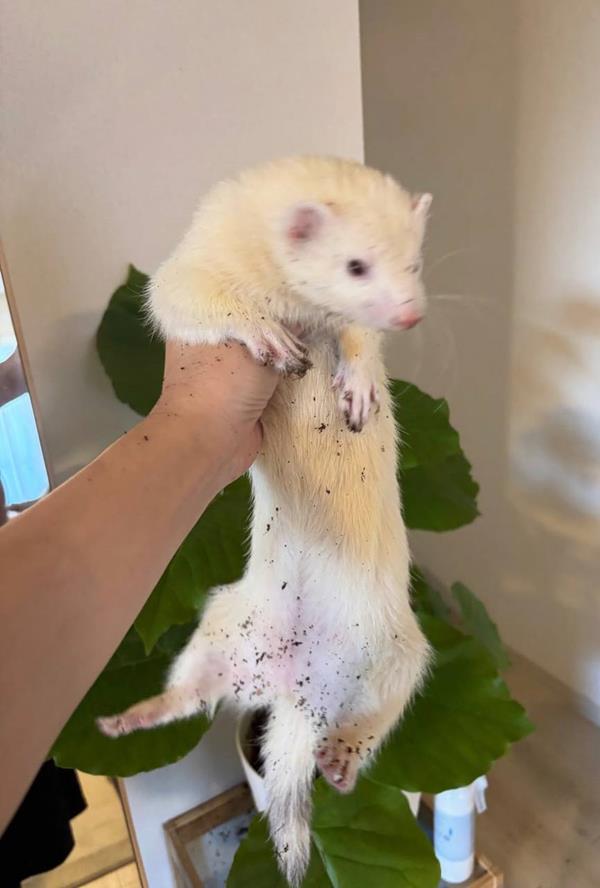 Remy, a 6-month-old albino male ferret, being held up by a big houseplant, a little dusty from digging in the soil