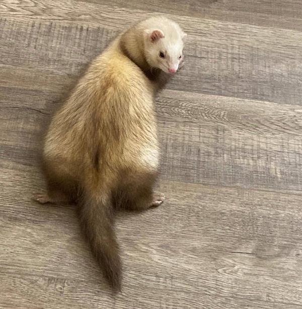 Rosie, a 7-month-old cinnamon female ferret, sitting on a wood floor and glancing back over her shoulder, showing her golden coat and darker tail