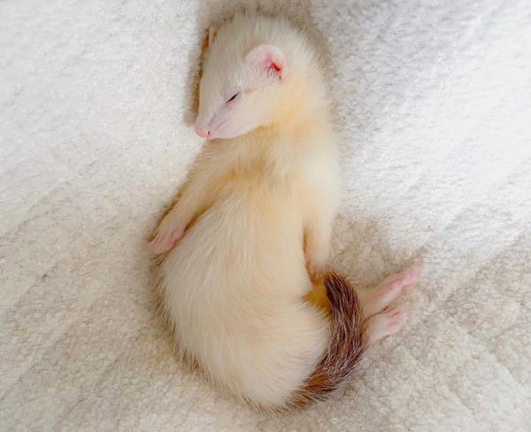 Ruby, a 3-month-old dark-eyed white female ferret, curled up fast asleep on a soft white blanket, pink paws tucked in
