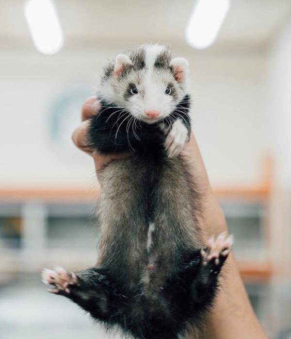 Simba, a 6-month-old black roan mitt male ferret, being held up to the camera, showing his white head stripe, white mitts and long whiskers