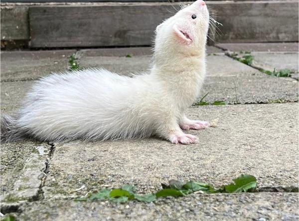 Stella, a 3-month-old marked dark-eyed white female ferret, outside on the patio, stretching up to sniff the air