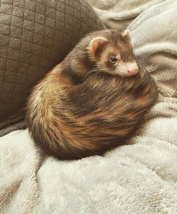 Trixie, a 6-month-old chocolate female ferret, curled into a ball on a soft gray blanket, peeking over her shoulder