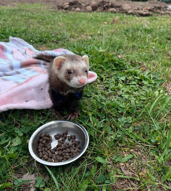 White, a 6-month-old sable female ferret, sitting on a pink blanket in the grass in a little harness, next to a bowl of kibble