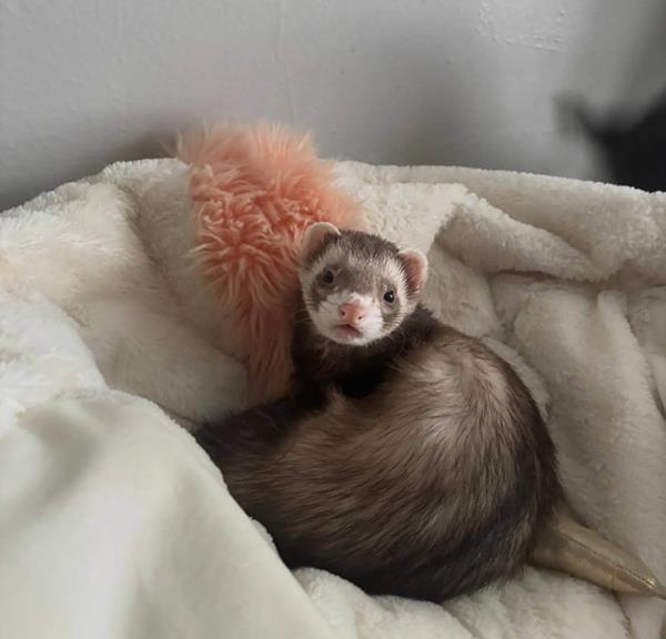 Willow, our 2-year-old sable ferret dam, snuggled into a cream blanket next to a pink plush toy